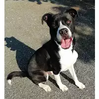 cane - Matr. 2020/0969 - Microchip 380260043631603