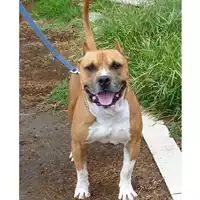 Foto dell\'animale cane - Matr. 2017/0470 - Microchip 380260043151682