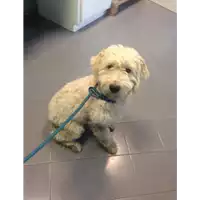 Foto dell\'animale cane - Matr. 2020/0971 - Microchip 380260043707942