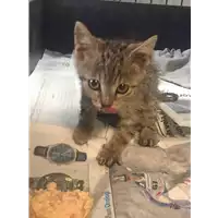 Foto dell\'animale gatto - Matr. 2020/0972 - Microchip 380260043709554