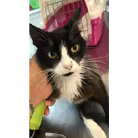 Foto dell\'animale gatto - Matr. 2020/0973 - Microchip 380260043761377