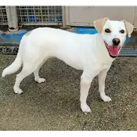 Foto dell\'animale cane - Matr. 2020/0974 - Microchip 380260043707497