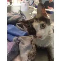 Foto dell\'animale gatto - Matr. 2020/0975 - Microchip 380260043709970