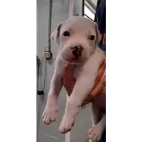 Foto dell\'animale cane - Matr. 2020/0981 - Microchip 380260044280765