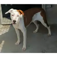 Foto dell\'animale cane - Matr. 2020/0977 - Microchip 380260044281080