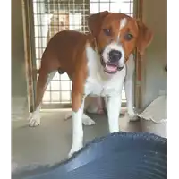 Foto dell\'animale cane - Matr. 2020/0978 - Microchip 380260044281359