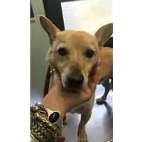 cane - Matr. 2020/0994 - Microchip 380260043707525