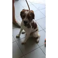 Foto dell\'animale cane - Matr. 2020/0995 - Microchip 380260044281026