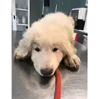 Foto dell\'animale cane - Matr. 2020/0997 - Microchip 380260044281108