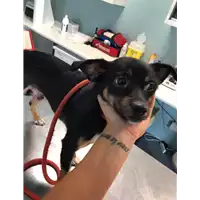 Foto dell\'animale cane - Matr. 2020/0999 - Microchip 380260044280445