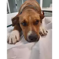 Foto dell\'animale cane - Matr. 2020/1011 - Microchip 380260044280470