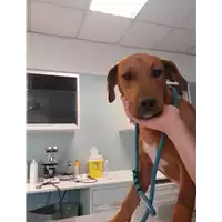 Foto dell\'animale cane - Matr. 2020/1008 - Microchip 380260044280488