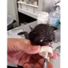 gatto - Matr. 2020/1009 - Microchip 