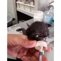 Foto dell\'animale gatto - Matr. 2020/1009 - Microchip 