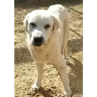 Foto dell\'animale cane - Matr. 2019/0016 - Microchip 380260040240886