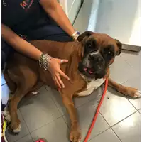 Foto dell\'animale cane - Matr. 2020/1015 - Microchip 380260044279845