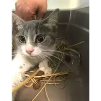 Foto dell\'animale gatto - Matr. 2020/1017 - Microchip 380260044280776