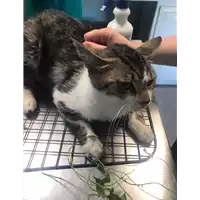 Foto dell\'animale gatto - Matr. 2020/1018 - Microchip 380260044280759