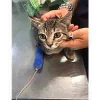 Foto dell\'animale gatto - Matr. 2020/1019 - Microchip 380260044281249