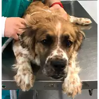 Foto dell\'animale cane - Matr. 2017/0468 - Microchip 380260043152434