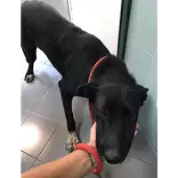 Foto dell\'animale cane - Matr. 2020/1022 - Microchip 380260044281208