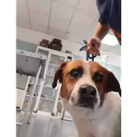 Foto dell\'animale cane - Matr. 2020/1031 - Microchip 380260044280952