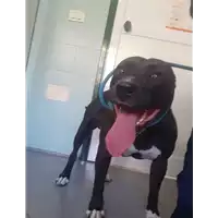 Foto dell\'animale cane - Matr. 2020/1035 - Microchip 380260044281264