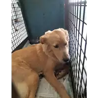 Foto dell\'animale cane - Matr. 2020/1036 - Microchip 380260044280487