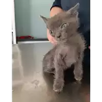 Foto dell\'animale gatto - Matr. 2020/1040 - Microchip 380260044281006
