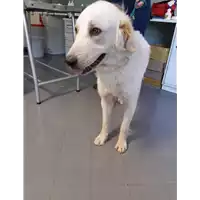 Foto dell\'animale cane - Matr. 2020/1042 - Microchip 380260044280138