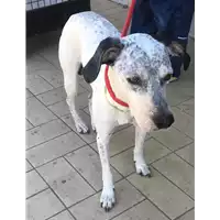 Foto dell\'animale cane - Matr. 2020/1043 - Microchip 380260044280038