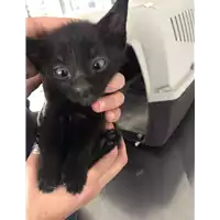 Foto dell\'animale gatto - Matr. 2020/1045 - Microchip 380260044280769
