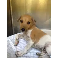 Foto dell\'animale cane - Matr. 2020/1041 - Microchip 380260044281328