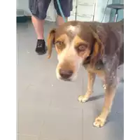 Foto dell\'animale cane - Matr. 2020/1049 - Microchip 380260044280532