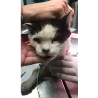 gatto - Matr. 2020/1051 - Microchip 380260044280754