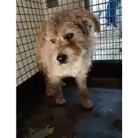 Foto dell\'animale cane - Matr. 2020/0733 - Microchip 380260043707732