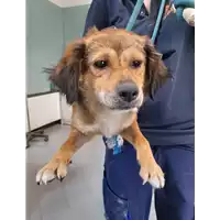 Foto dell\'animale cane - Matr. 2020/0734 - Microchip 380260043708115