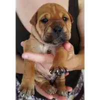 Foto dell\'animale cane - Matr. 2020/1057 - Microchip 380260044280874