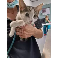Foto dell\'animale gatto - Matr. 2020/1058 - Microchip 380260044280517