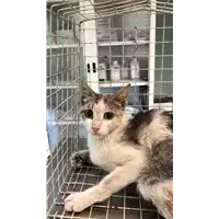 Foto dell\'animale gatto - Matr. 2020/1053 - Microchip 380260044280878