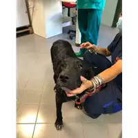 Foto dell\'animale cane - Matr. 2020/1059 - Microchip 380260044280615