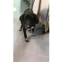 Foto dell\'animale cane - Matr. 2020/1060 - Microchip 380260044280910