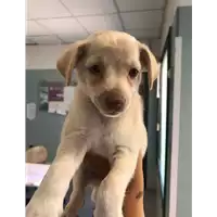 Foto dell\'animale cane - Matr. 2020/1066 - Microchip 380260044280999