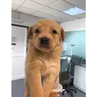 Foto dell\'animale cane - Matr. 2020/1063 - Microchip 380260044280594