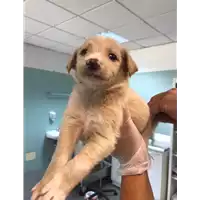Foto dell\'animale cane - Matr. 2020/1062 - Microchip 380260044280666
