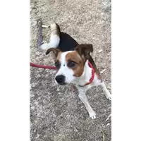 Foto dell\'animale cane - Matr. 2020/1068 - Microchip 380260044280367