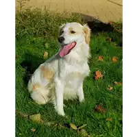 Foto dell\'animale cane - Matr. 2015/2219 - Microchip 380260042530591