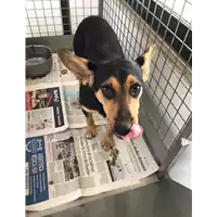 Foto dell\'animale cane - Matr. 2020/1069 - Microchip 380260044281118