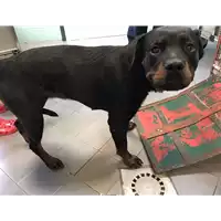 Foto dell\'animale cane - Matr. 2020/1070 - Microchip 380260004300032
