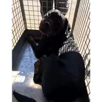 Foto dell\'animale cane - Matr. 2020/1071 - Microchip 380260044281221